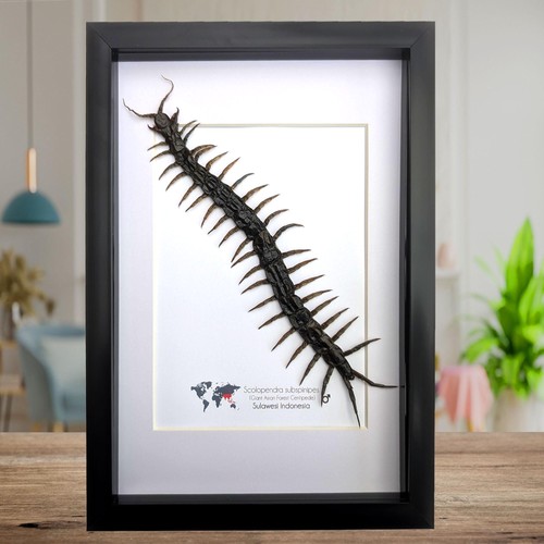 Taxidermy scolopendra - taxidermy,