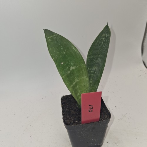Snake plant sansevieria - snake,