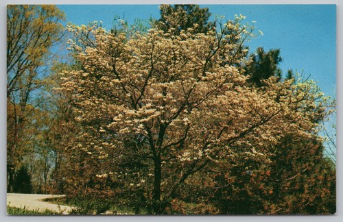 Flowering dogwood tree - flowering,