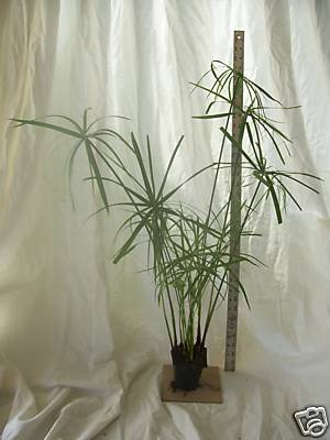 Tall umbrella palm water - umbrella, palm,water