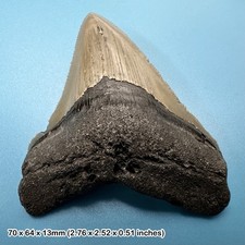 Authentic carcharodon