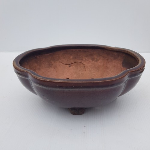 Bonsai pot kinyo mokko - bonsai,