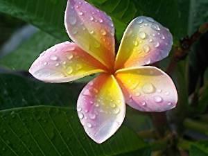 Plumeria frangipani imperial - frangipani, 'imperial