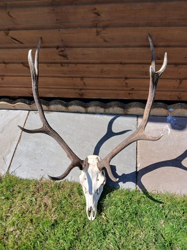 Red deer stag head - red, and