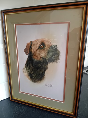 Framed border terrier - terrier, head