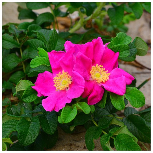 Red wild rose hedging - 25,