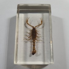 Unique Real Small Scorpion  in