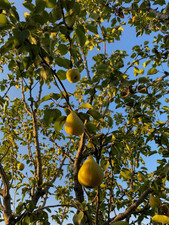 Comice pear fruit tree - du,