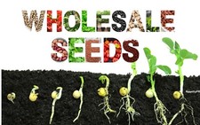 Wholesale Seeds, Semillas al