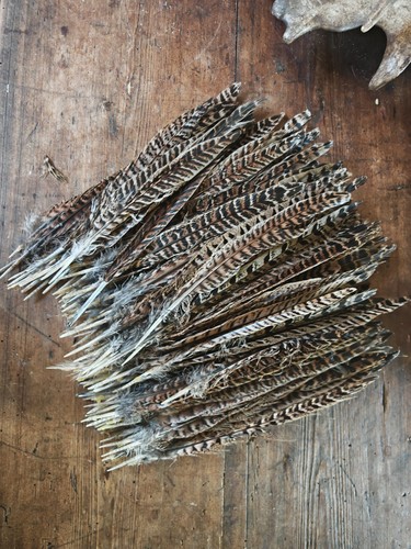 Real pheasant hen - real,