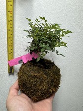 Miniature Chinese Rose (Thumb