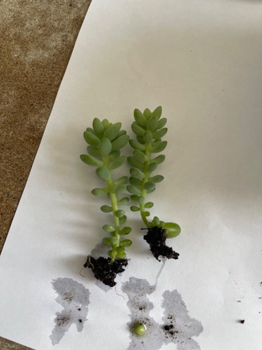 Tall sedum burrito plants