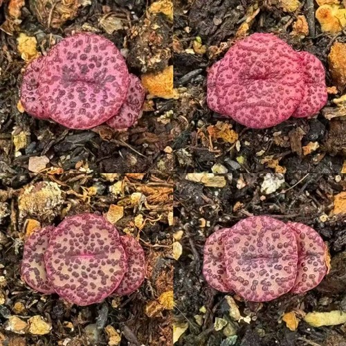 10pcs 3heads conophytum - 1/3/10pcs,