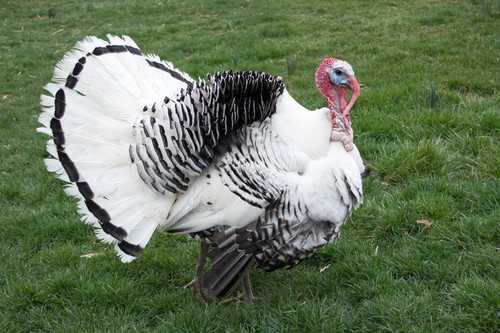 Mixed turkey hatching eggs - mixed,