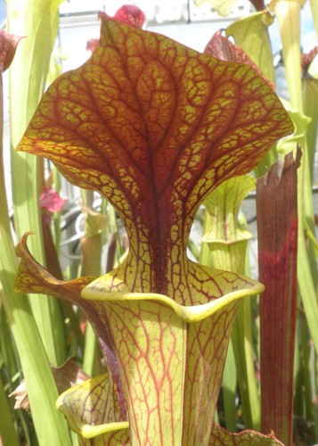 Sarracenia oreophila sand - x,