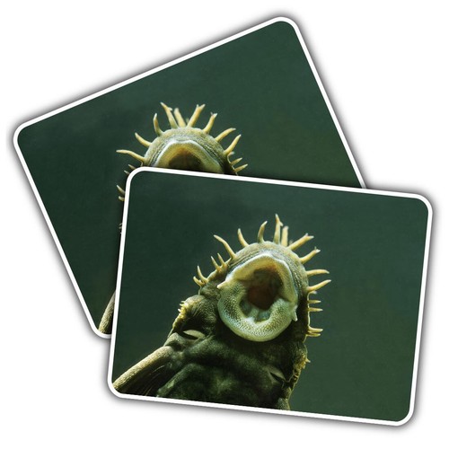 Vinyl sticker bristlenose - sticker,