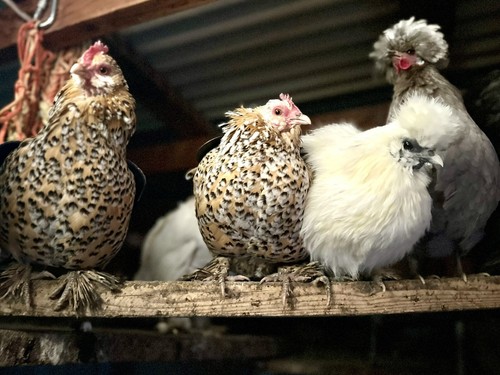 Fertile hatching chicken - 12+,