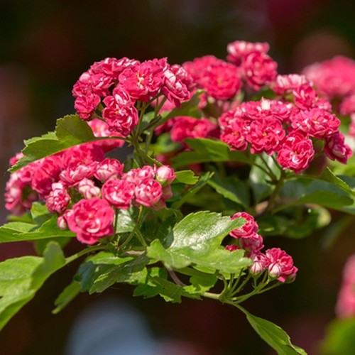 Crataegus laevigata paul s - crataegus, 'paul's