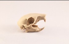 Replica animal  skull Grey