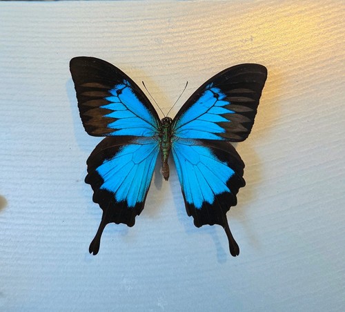 Papilio ulysses set specimen - set,
