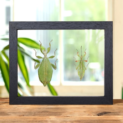 Autumn leaf insect clear - autumn, in
