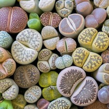 Lithops Living Stone Plant in 9cm Pot - Indoor Succulent Pebble Plant Houseplant