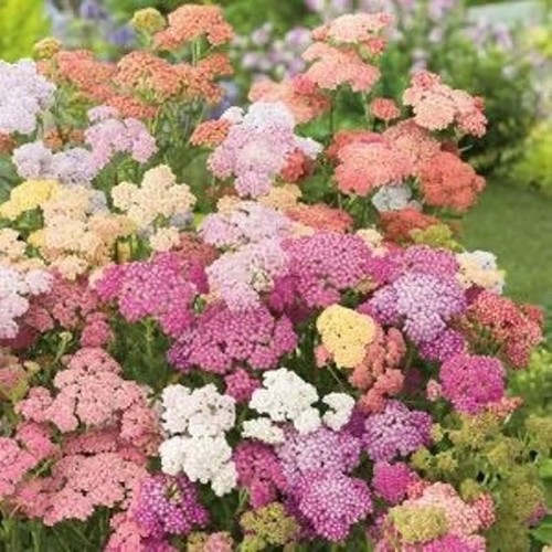 Achillea millefolium pastel - achillea,