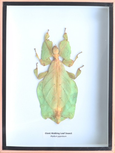 Real giant walking leaf - walking,