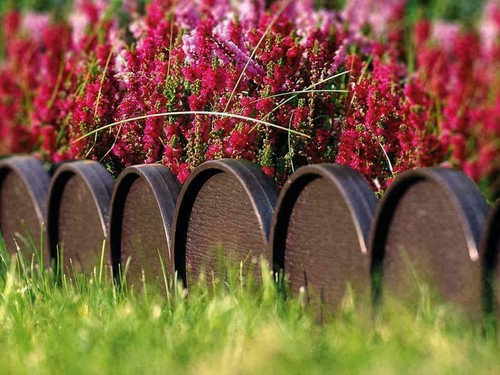 10m length fence border - 10m,