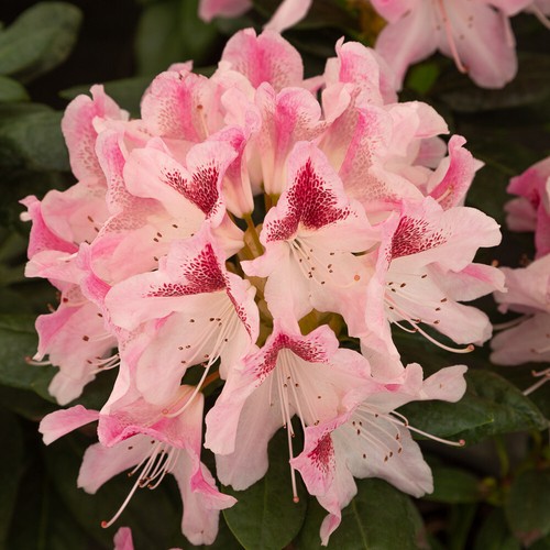 Rhododendron cosmopolitan - rhododendron, 2