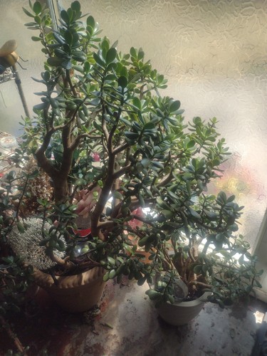 Jade plants various - plants,