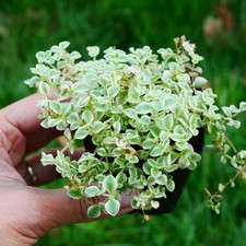 Sedum Little Missy 5.5cm with Pot | Ground covering Hardy Succulent