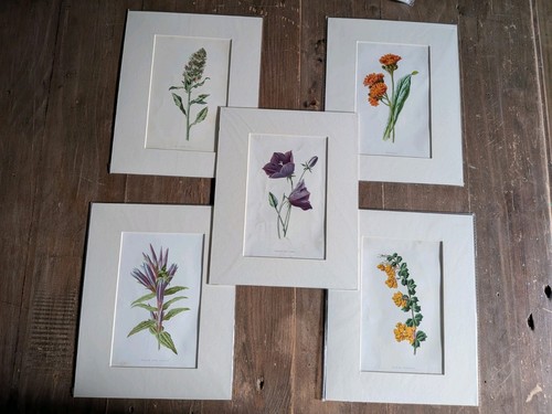 Antique botanical - 5,