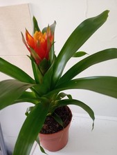 Guzmania bromeliad plant - 1,