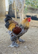 10+ Hatching Eggs Blue Gold