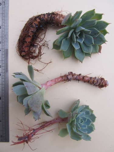 Echeveria elegans - 3, x