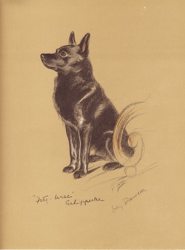 Keeshond vintage 1937 dog art - keeshond,