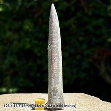 Belemnite – Belemnites explanatus Fossil, Kellaways Beds, Callovian, Jurassic: