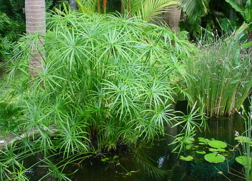 Umbrella palm live - umbrella, dwarf