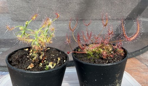 Two sundews carnivorous plants - two,