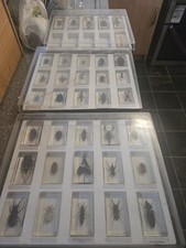 Bugs/Insects/Spiders In Resin Blocks In Acrylic Case National Geographic 36 Bugs