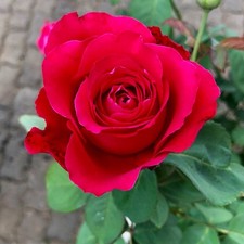 Rose Bush "Scarlett Queen Elizabeth" Floribunda Red Hardy Garden Shrub Bare Root