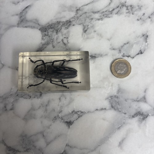 National geographic bugs - national,