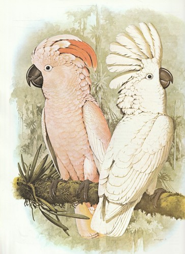 Colour parrot print william - colour, by