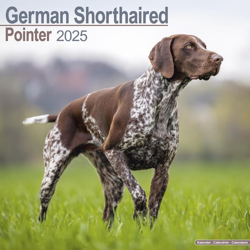 German shorthaired pointer - german,