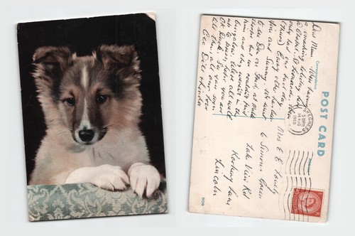 Postcard cute puppy - postcard, dog