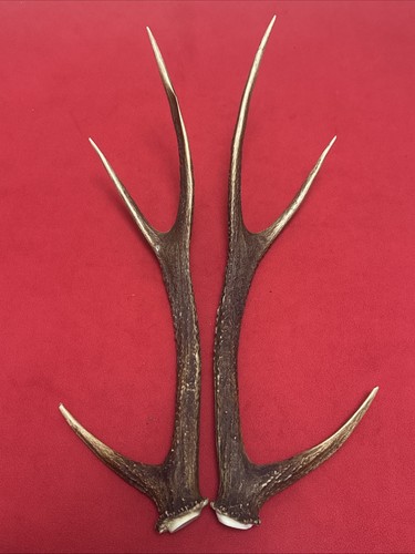 Pair sika deer - pair,