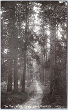 RPPC Vintage Postcard Pine