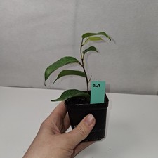 Ficus Benjamina Rooted Cutting