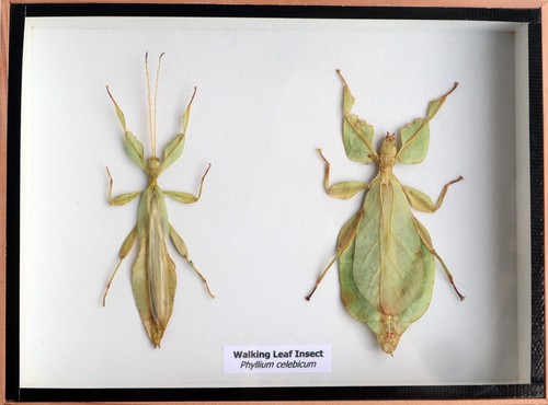 Real walking leaf phyllium - walking,